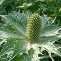 Eryngium bourgattii